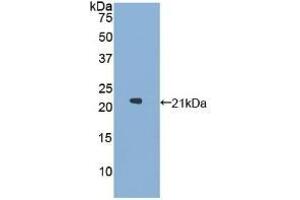 GAA antibody  (AA 595-770)