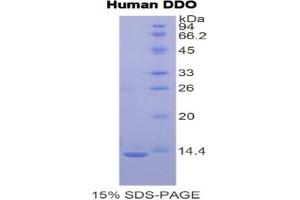 SDS-PAGE of Protein Standard from the Kit (Highly purified E. (DDO ELISA Kit)