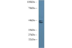 Detection of IDO in Rat Placenta lysate using Monoclonal Antibody to Indoleamine-2,3-Dioxygenase (IDO) (IDO antibody  (AA 2-403))