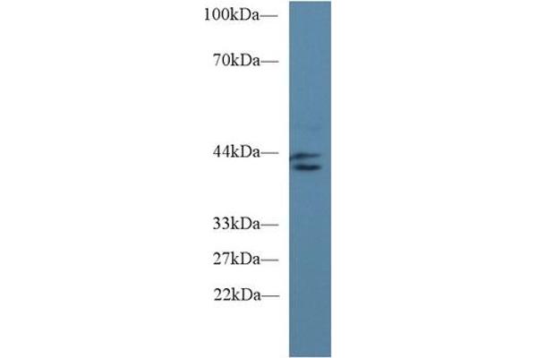 IDO antibody  (AA 2-403)