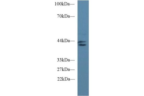 IDO Antikörper  (AA 2-403)