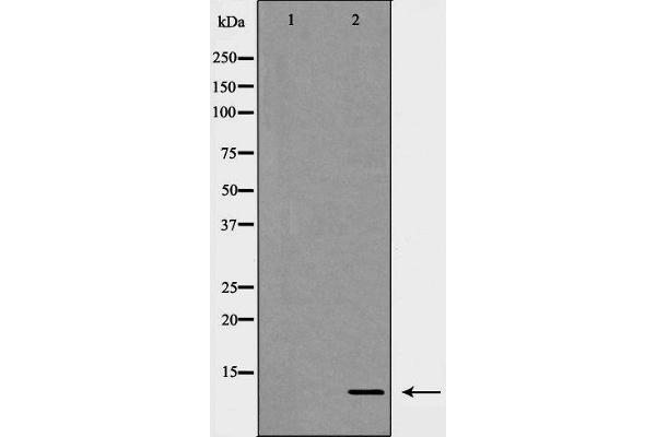 CXCL1 antibody  (Internal Region)