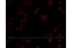 Immunofluorescence analysis of HeLa cells using PPP5C Polyclonal Antibody at dilution of 1:100 (40x lens). (PP5 antibody)