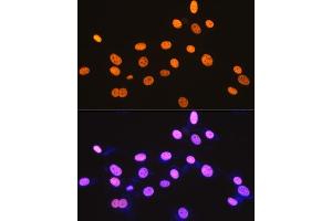 Immunofluorescence analysis of NIH-3T3 cells using DDX5 Rabbit mAb (ABIN7266698) at dilution of 1:100 (40x lens).