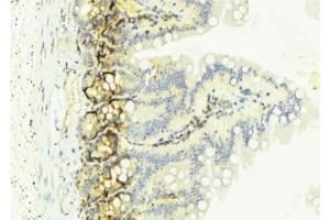 ABIN6274128 at 1/100 staining Mouse colon tissue by IHC-P.