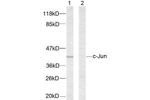 Western Blotting (WB) image for anti-Jun Proto-Oncogene (JUN) (Ser63) antibody (ABIN1848095) (C-JUN antibody  (Ser63))