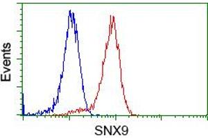 Image no. 1 for anti-Sorting Nexin 9 (SNX9) antibody (ABIN1501048) (SNX9 antibody)