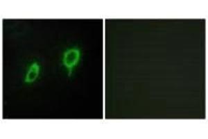 Immunofluorescence analysis of COS7 cells, using 14-3-3 γ antibody. (14-3-3 gamma antibody)