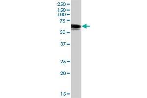 SH2B MaxPab polyclonal antibody. (SH2B1 antibody  (AA 1-426))