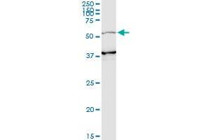 PIK3R3 monoclonal antibody (M02), clone 2F8. (PIK3R3 antibody  (AA 271-380))