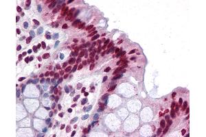Anti-FAM59B antibody IHC of human colon. (FAM59B antibody  (C-Term))