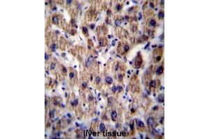 ATP5J Antibody (Center) immunohistochemistry analysis in formalin fixed and paraffin embedded human liver tissue followed by peroxidase conjugation of the secondary antibody and DAB staining. (ATP5J antibody  (Middle Region))