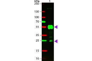 Western Blotting (WB) image for Goat anti-Rat IgG antibody (Cy3) - Preadsorbed (ABIN6699132)