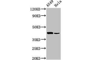Western Blot Positive WB detected in: A549 whole cell lysate, Hela whole cell lysate All lanes: Pdgfd antibody at 3 μg/mL Secondary Goat polyclonal to rabbit IgG at 1/50000 dilution Predicted band size: 43, 31 kDa Observed band size: 43 kDa (PDGFD antibody  (AA 24-370))