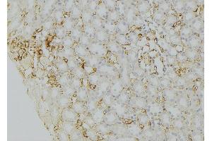 ABIN6272486 at 1/100 staining Mouse kidney tissue by IHC-P. (SEC22B antibody  (Internal Region))