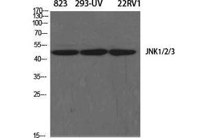 Western Blot (WB) analysis of specific cells using JNK1/2/3 Polyclonal Antibody. (JNK antibody  (Lys278))