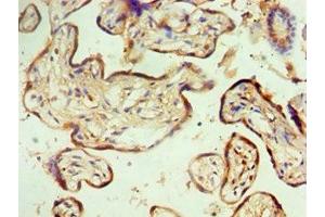 Immunohistochemistry of paraffin-embedded human placenta tissue using ABIN7160641 at dilution of 1:100 (MTMR14 antibody  (AA 1-280))