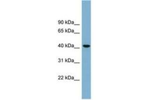 Image no. 1 for anti-UDP-Gal:betaGlcNAc beta 1,4- Galactosyltransferase, Polypeptide 2 (B4GALT2) (AA 107-156) antibody (ABIN6743309) (B4GALT2 antibody  (AA 107-156))