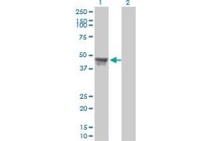 Western Blotting (WB) image for anti-Regulator of Chromosome Condensation 1 (RCC1) (AA 312-421) antibody (ABIN560352)