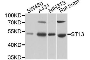 Western blot analysis of extracts of various cells, using ST13 antibody. (HSC70 Interacting Protein HIP antibody)