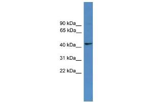 WB Suggested Anti-TAAR5 Antibody Titration: 0. (TAAR5 antibody  (Middle Region))