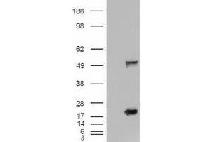 Image no. 3 for anti-Sonic Hedgehog (SHH) (AA 24-197) antibody (ABIN1491248)