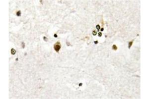 Immunohistochemistry analysis of HES-6 antibody in paraffin-embedded human brain tissue.