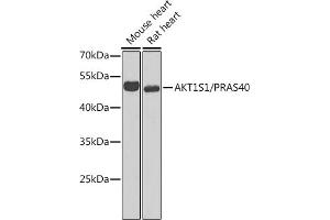 Western blot analysis of extracts of various cell lines, using S1/PR antibody (ABIN6129890, ABIN6136741, ABIN6136742 and ABIN6221835) at 1:1000 dilution. (PRAS40 antibody  (AA 152-276))