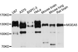 Western blot analysis of extracts of various cell lines, using MGEA5 antibody (ABIN5996598) at 1/1000 dilution. (MGEA5 antibody)
