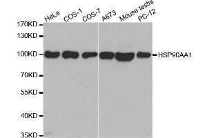 Western blot analysis of extracts of various cell lines, using HSP90AA1 antibody. (HSP90AA1 antibody  (AA 433-732))