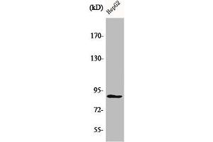 Western Blot analysis of HepG2 cells using CDC46 Polyclonal Antibody (MCM5 antibody  (N-Term))