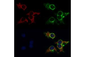 ABIN6262098 and ABIN6269010 staining HepG2 by IF/ICC. (HSPA9 antibody  (C-Term))