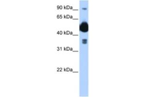 Western Blotting (WB) image for anti-FIC Domain Containing (FICD) antibody (ABIN2463018) (FICD antibody)