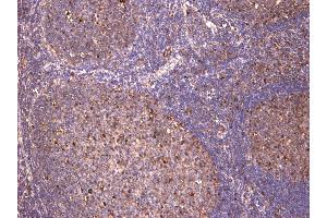 (ABIN5539622) (8 μg/mL) staining of paraffin embedded Human Tonsil.