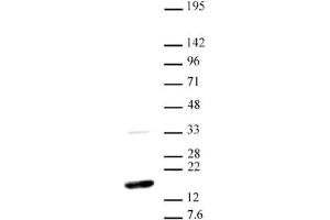 Western blot of Histone H3 dimethyl Lys36 antibody. (Histone 3 antibody  (H3K36me2))