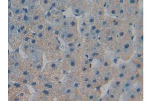 IHC-P analysis of Human Liver Tissue, with DAB staining. (TOR1B antibody  (AA 98-327))