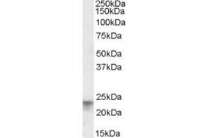 Image no. 2 for anti-Tetraspanin 8 (TSPAN8) (AA 178-192) antibody (ABIN462699) (Tspan-8 antibody  (AA 178-192))