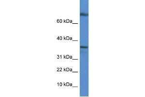 WB Suggested Anti-Tcea1 Antibody   Titration: 1. (TCEA1 antibody  (C-Term))