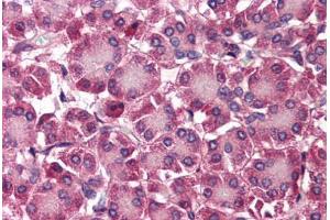 Human Pancreas (formalin-fixed, paraffin-embedded) stained with SEPT4 antibody ABIN214473 at 2. (Septin 4 antibody  (N-Term))