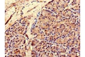 Immunohistochemistry of paraffin-embedded human pancreatic tissue using ABIN7167725 at dilution of 1:100