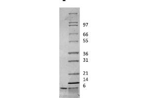 SDS-PAGE of Rat Insulin-like Growth Factor I Recombinant Protein SDS-PAGE of Rat Insulin-like Growth Factor I Recombinant Protein. (IGF1 Protein)