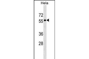 IGO3 Antibody (Center) (ABIN1538166 and ABIN2849213) western blot analysis in Hela cell line lysates (35 μg/lane).