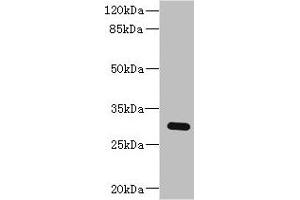 BPGM 抗体  (AA 1-259)