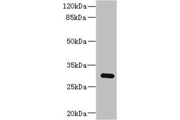 BPGM Antikörper  (AA 1-259)
