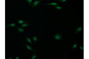 Detection of CASP14 in Human U2OS cell using Polyclonal Antibody to Caspase 14 (CASP14) (CASP14 antibody  (AA 1-242))