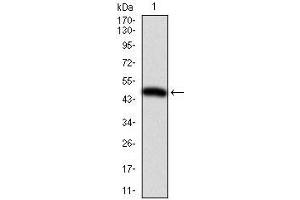Western blot analysis using ITGB1 mAb against human ITGB1 (AA: 50-270) recombinant protein.