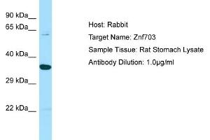 WB Suggested Anti-Znf703 Antibody   Titration: 1. (ZNF703 antibody  (C-Term))