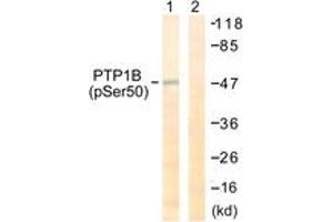 Western blot analysis of extracts from COS7 cells treated with UV 30', using PTP1B (Phospho-Ser50) Antibody. (PTPN1 antibody  (pSer50))