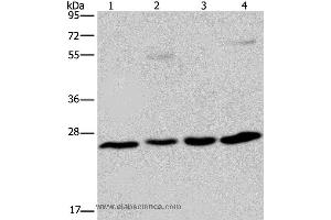 Western blot analysis of A549 cell and human hepatocellular carcinoma, mouse liver tissue and HT-29 cell, using ETHE1 Polyclonal Antibody at dilution of 1:400 (ETHE1 antibody)