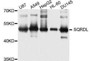 Western blot analysis of extract of various cells, using SQRDL antibody. (SQRDL antibody)